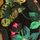 Black Floral