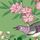 Chinese Green Lotus Pink