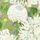 Sail Cloth Meadow Gilver