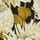 Fig Blossom Nectar Black Earth