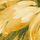 Olive Russet