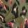 Estampado animal verde caqui