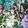 Green/Lilac Check Sequin