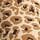 Animal Print
