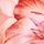 Pink Orange Floral