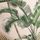 Ecru/Green Palm