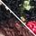 Leopard Cherries