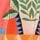 Orange Palm