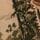 Ecru Palm Tree
