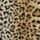 Heated Leopard Love