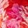 Red Floral