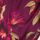 Burgundy Floral