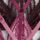 Pink/Plum