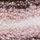 Pink Stripe