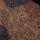 Leopard Print