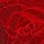 Lipstick Red