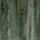 Fern