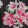 Black Floral