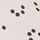 Ivory Spot