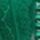 Spruce Green Lace