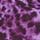 Purple Animal
