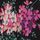Floral pourpre