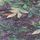Mulberry Purple