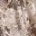 Brown Snake Print