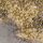 Ombre Gold Foil