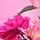 Violet Peach Floral
