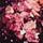 Hydrangea Bloom Black