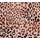 Leopard Love