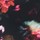Blurred Floral