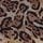Leopard Animal Print