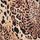 Leopard Animal Print