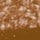 Gingersnap