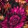 Black/Pink Floral