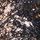 Silver Leopard