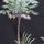 Palm Print