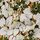 Cream Floral