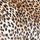 Leopard Love Velvet