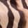 Animal Print