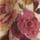 Pink Floral