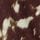 Chocolate Brown Animal