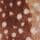 Rust Brown Deer Print