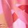 Pink/Orange Palm
