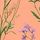 Coral Pink