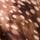 Brown Deer Print