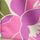 Floral beis