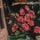Black Painterly Scenic Print